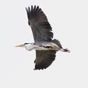 IMG_0051 Grey Heron.JPG